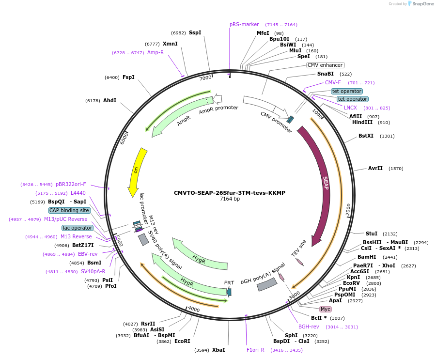 179634-plasmid-map-sequence-id-356879