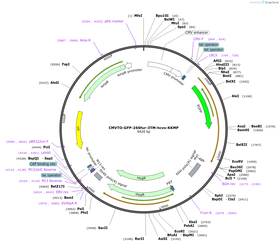 179642-plasmid-map-sequence-id-356883