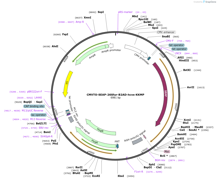 179638-plasmid-map-sequence-id-356884