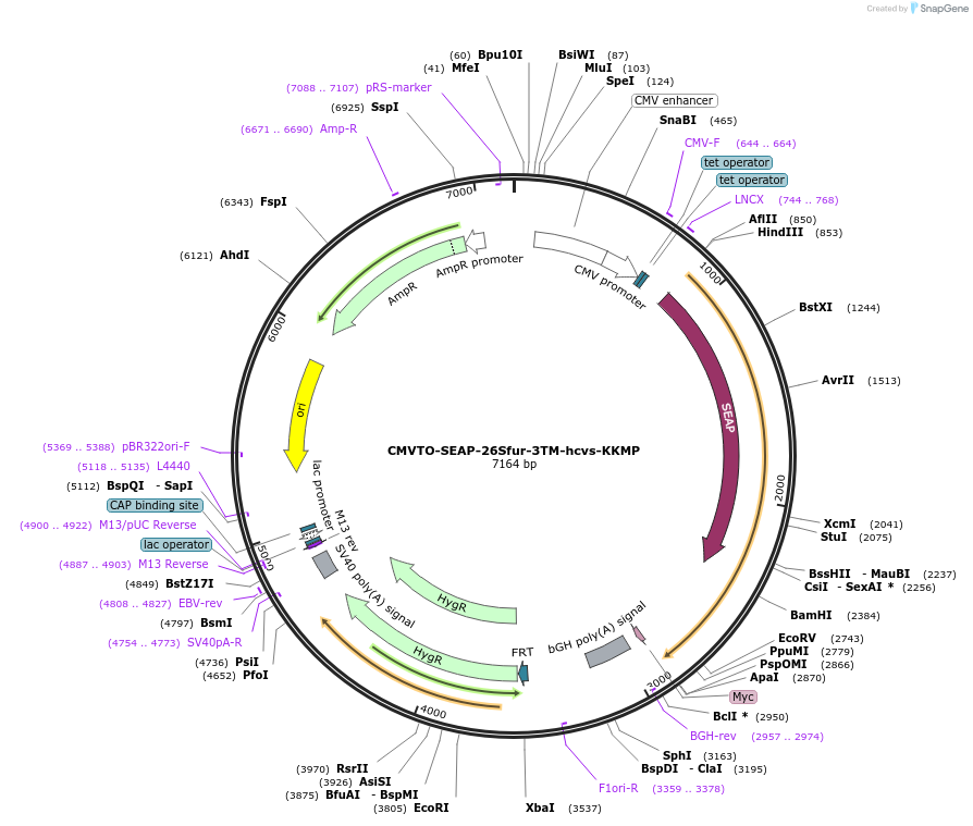 179635-plasmid-map-sequence-id-356887