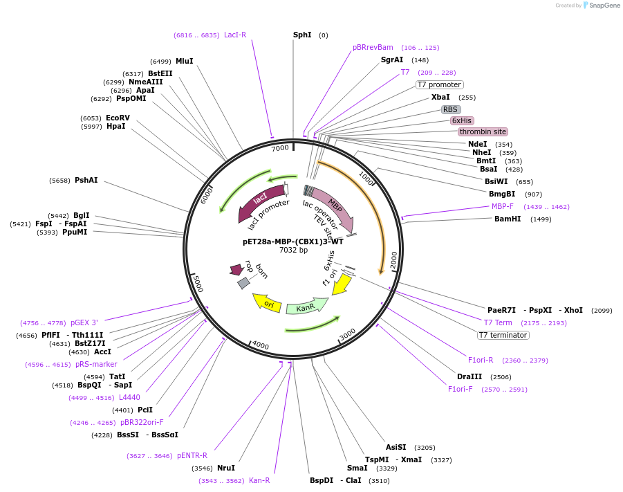 180212-plasmid-map-sequence-id-356889