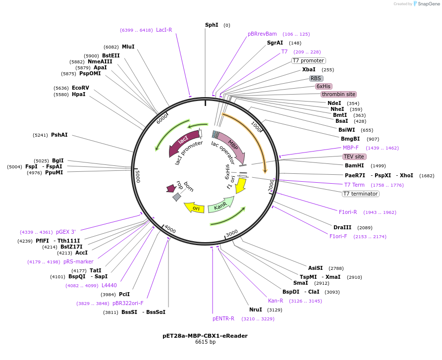 135089-plasmid-map-sequence-id-356892