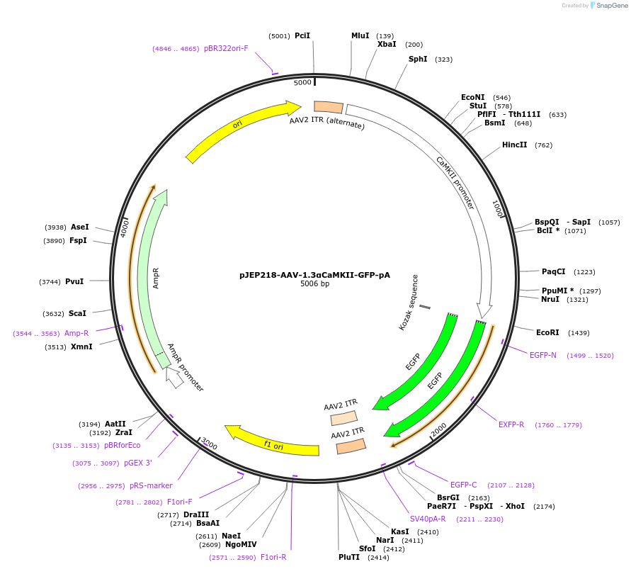 62922-plasmid-map-sequence-id-356898