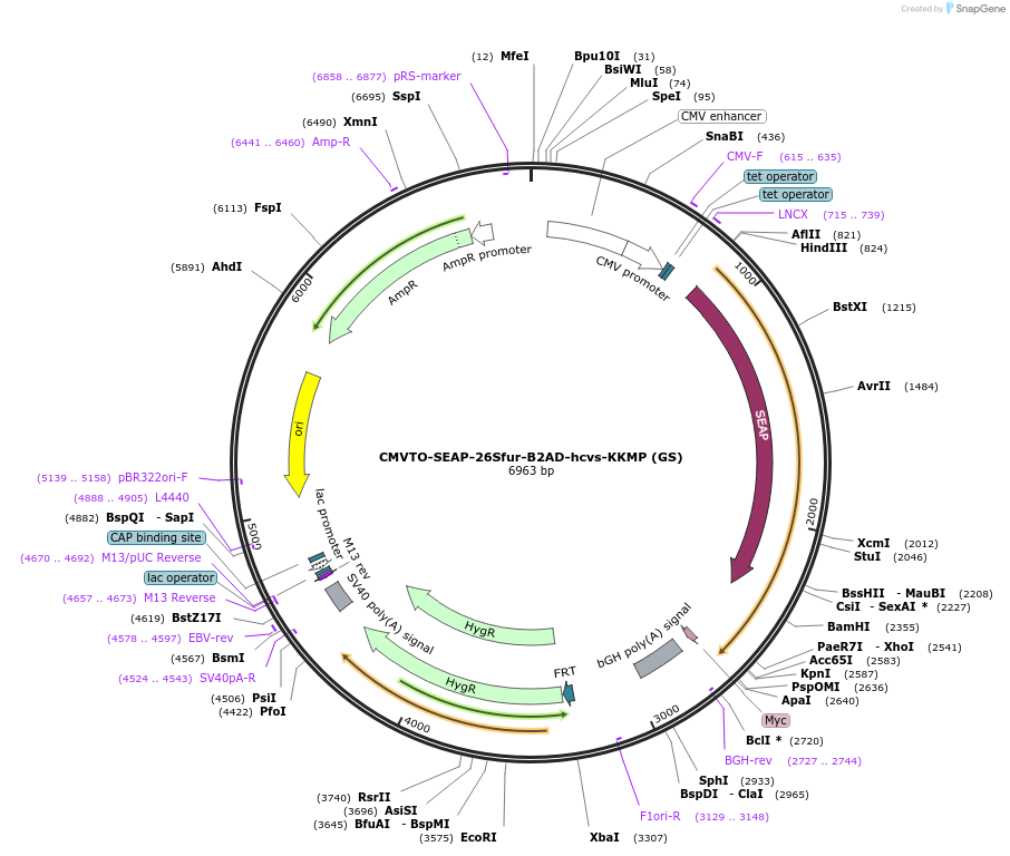 179639-plasmid-map-sequence-id-356901