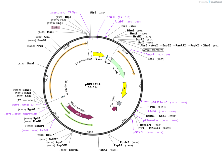 181820-plasmid-map-sequence-id-356903
