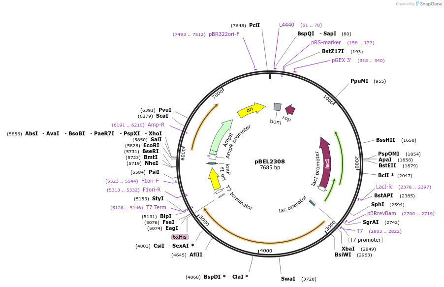 181818-plasmid-map-sequence-id-356906