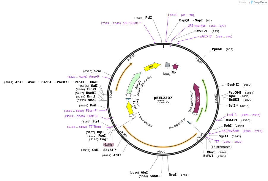 181817-plasmid-map-sequence-id-356907