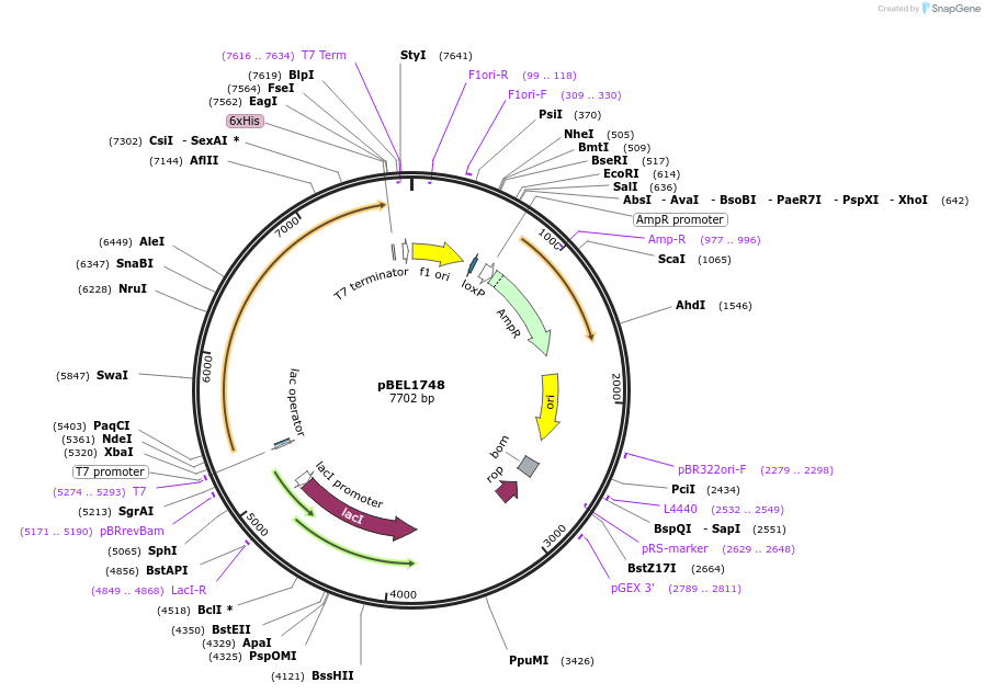181815-plasmid-map-sequence-id-356910