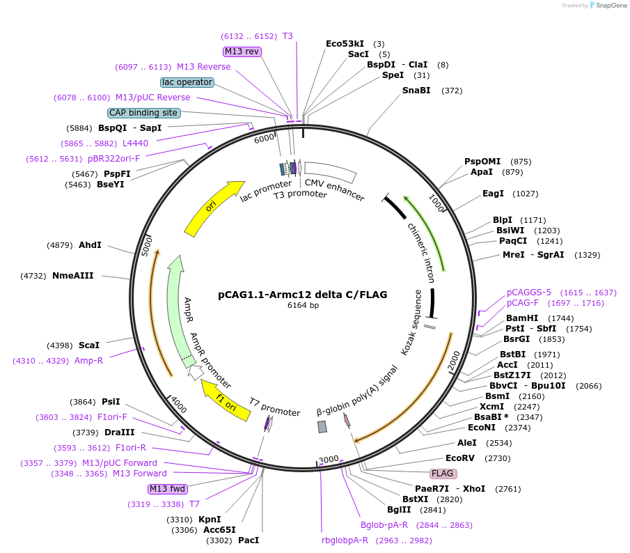 180497-plasmid-map-sequence-id-356912