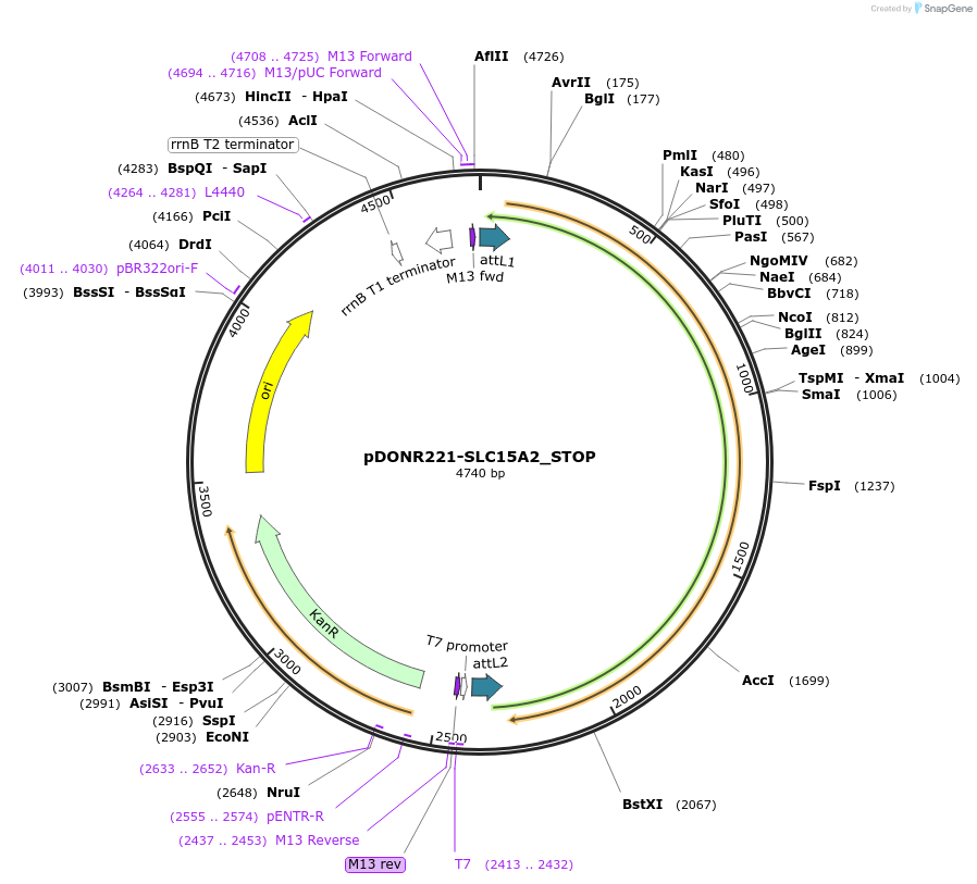 161052-plasmid-map-sequence-id-356915