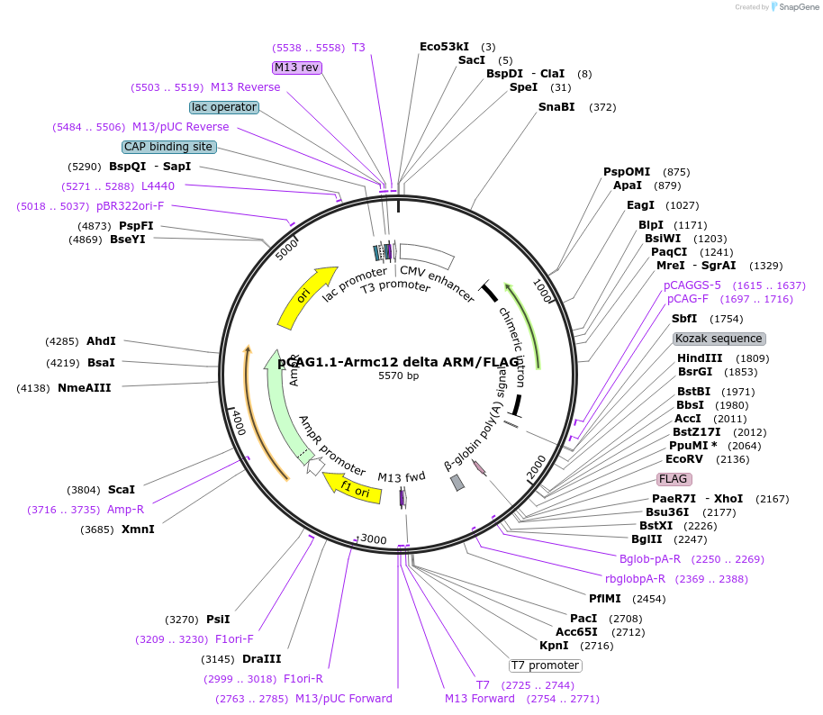 180496-plasmid-map-sequence-id-356917