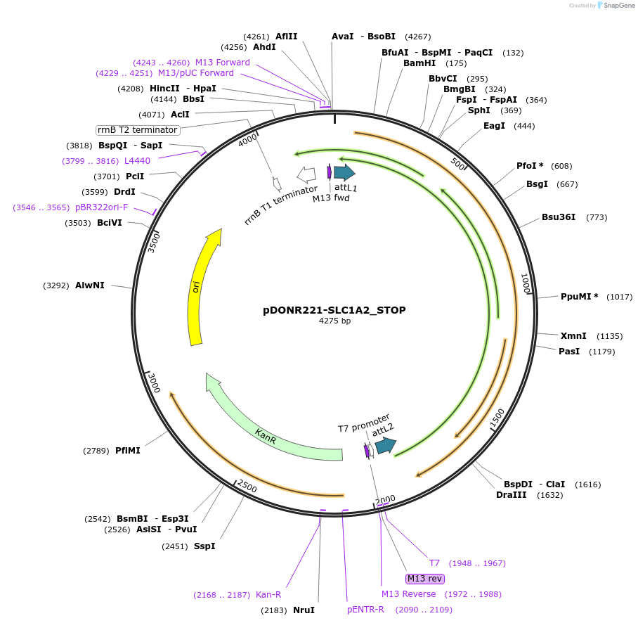 161067-plasmid-map-sequence-id-356919