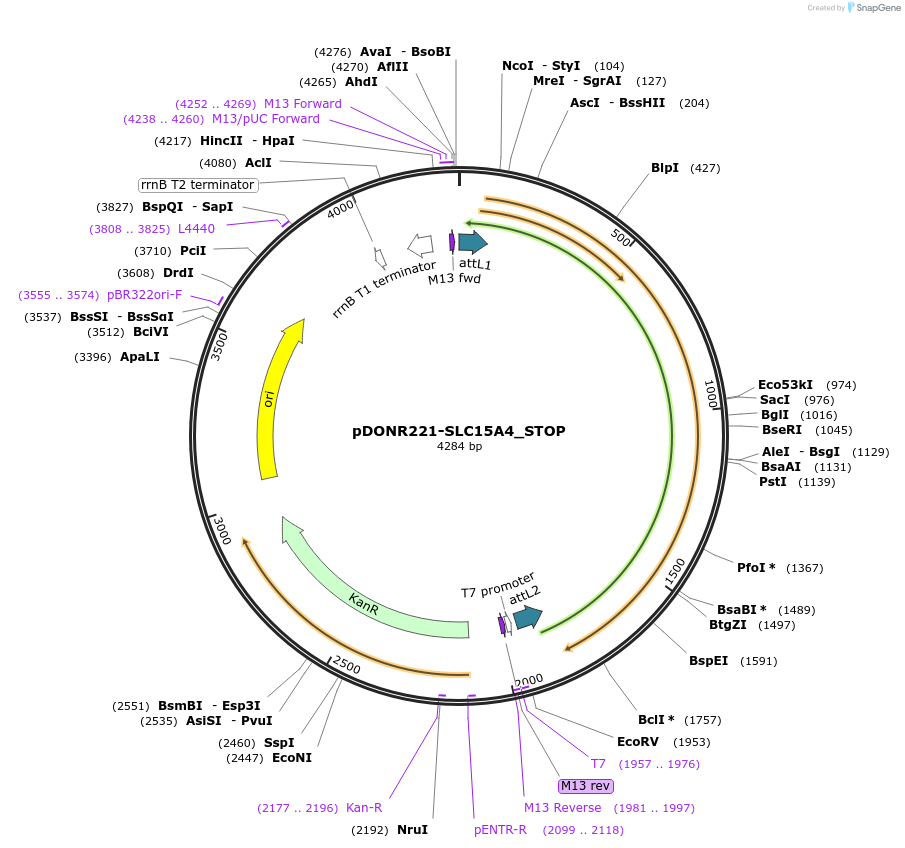 161076-plasmid-map-sequence-id-356920