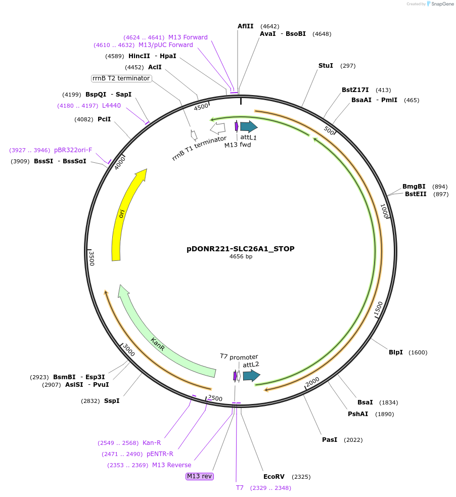 161138-plasmid-map-sequence-id-356921