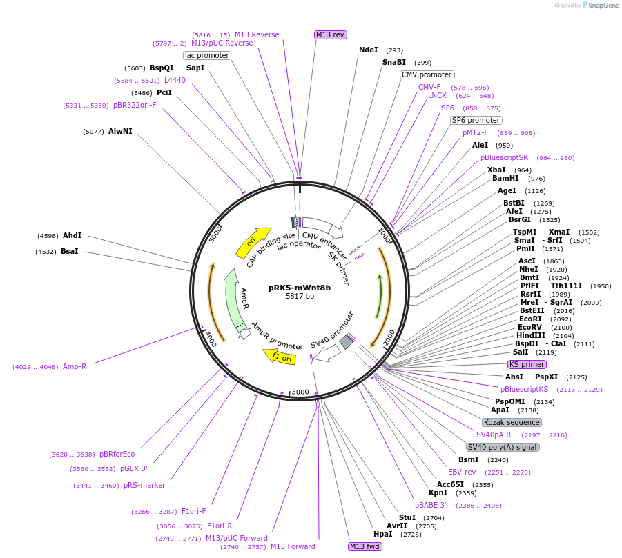 42285-plasmid-map-sequence-id-356922