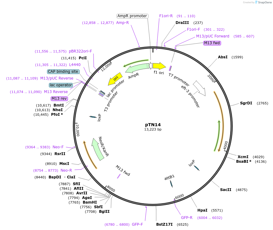 178945-plasmid-map-sequence-id-356930