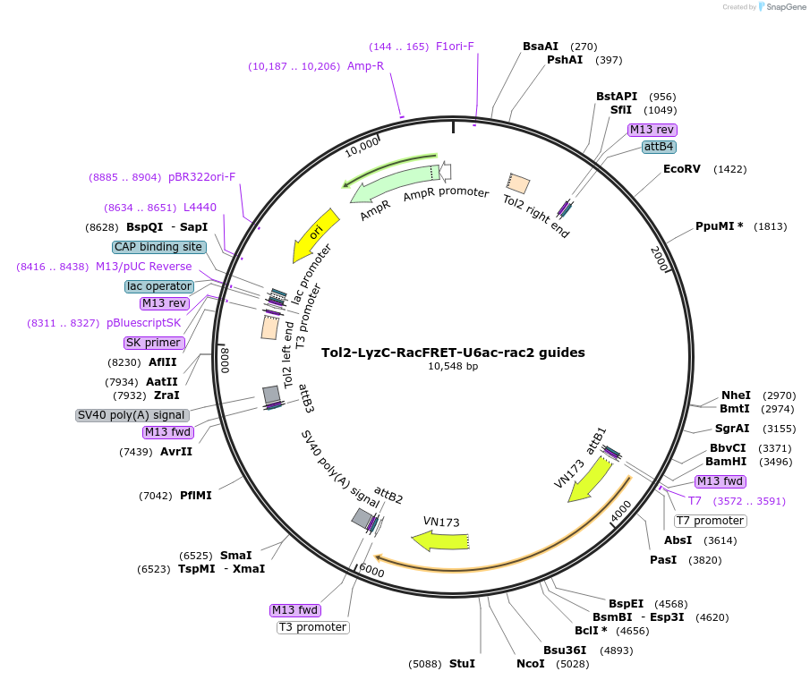 168248-plasmid-map-sequence-id-356933