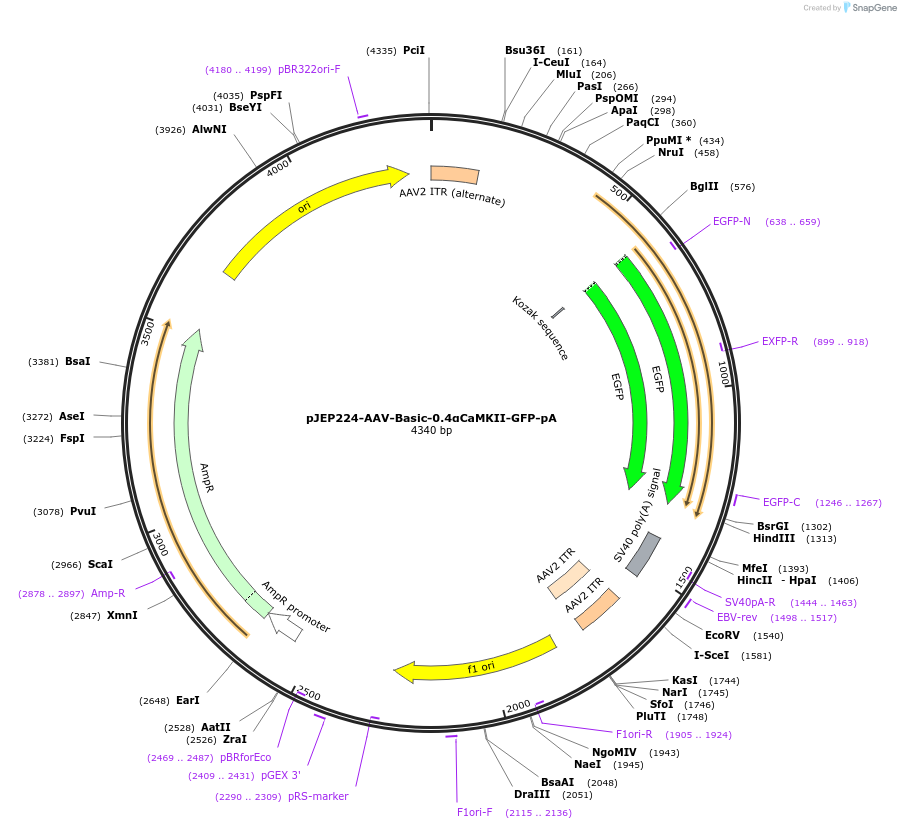62909-plasmid-map-sequence-id-356942
