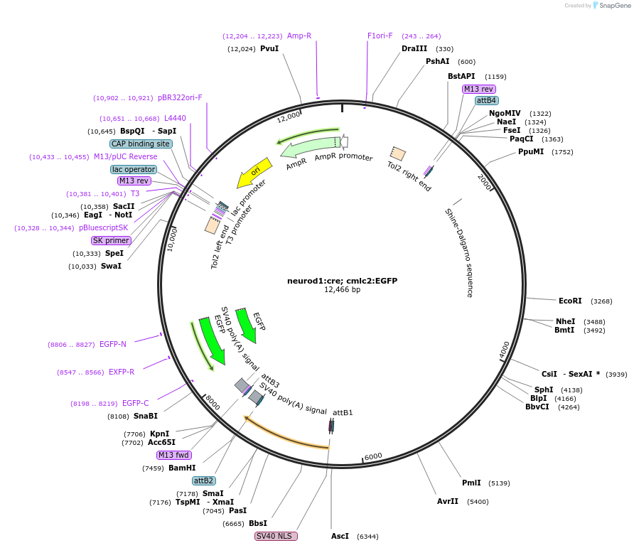 173480-plasmid-map-sequence-id-356944