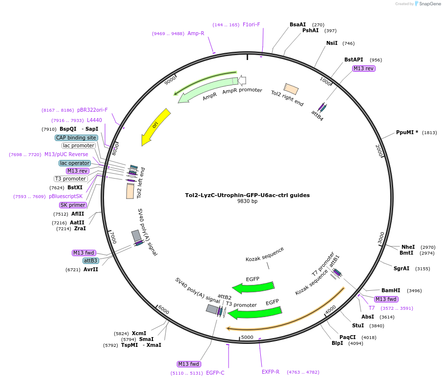 168253-plasmid-map-sequence-id-356945