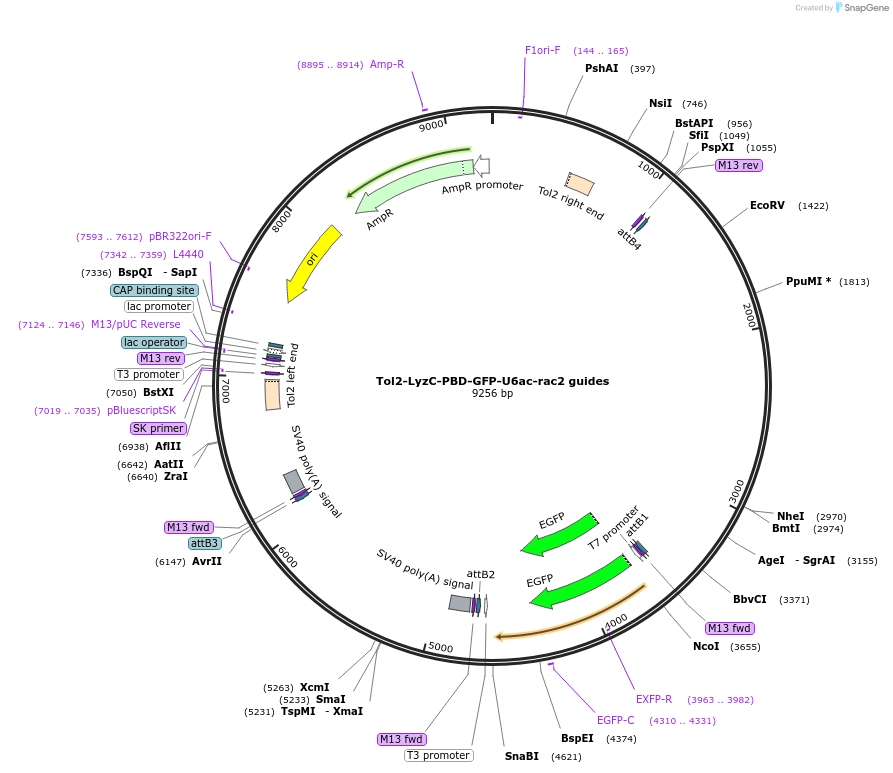 168251-plasmid-map-sequence-id-356948