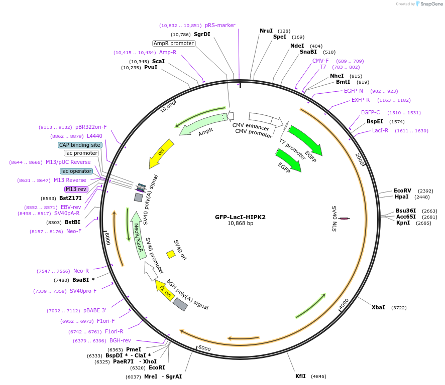 179269-plasmid-map-sequence-id-356954