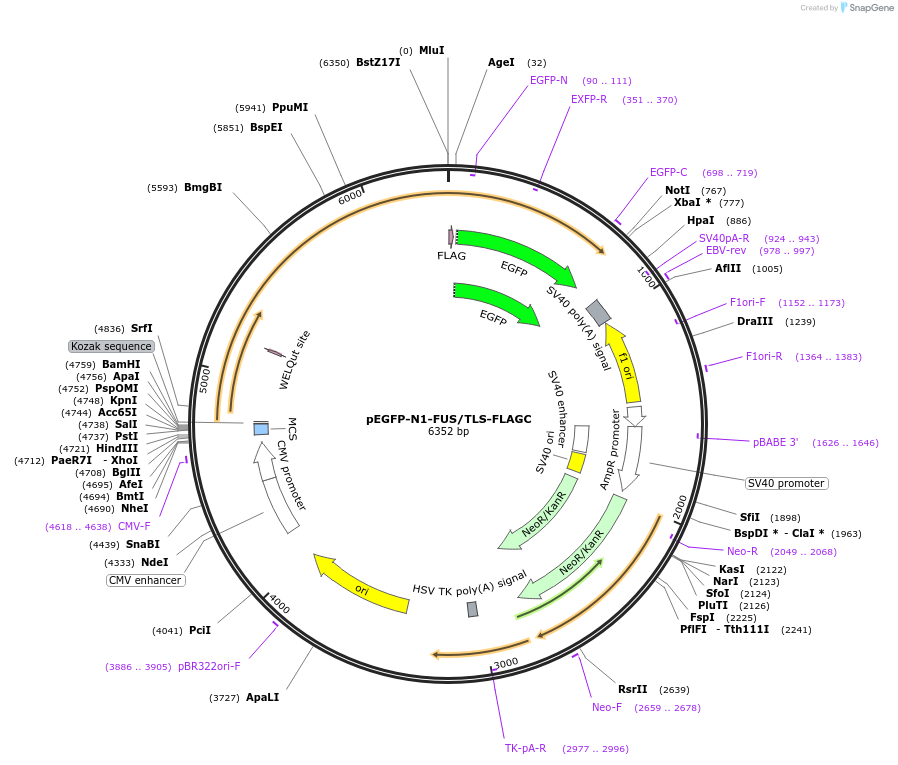 60362-plasmid-map-sequence-id-356956