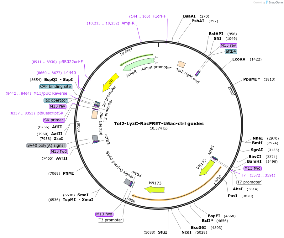 168247-plasmid-map-sequence-id-356960