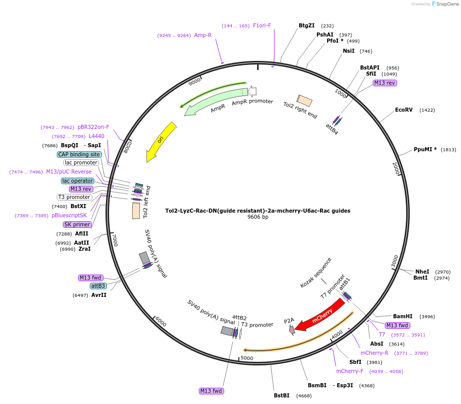 168243-plasmid-map-sequence-id-356961
