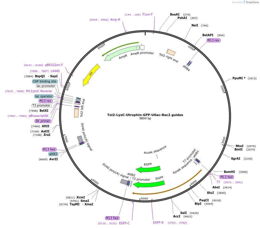 168254-plasmid-map-sequence-id-356963