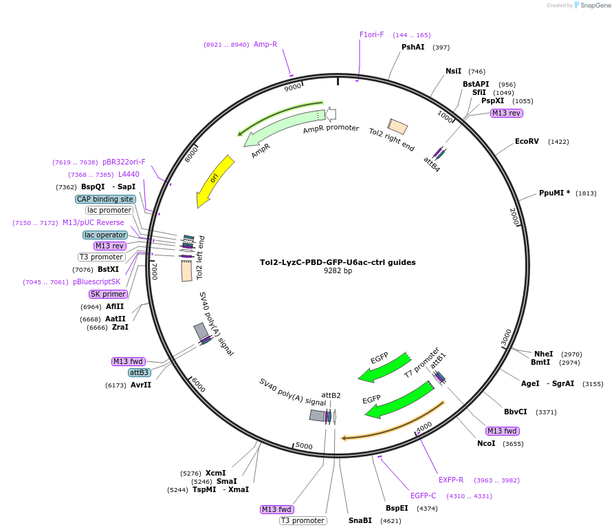 168252-plasmid-map-sequence-id-356964