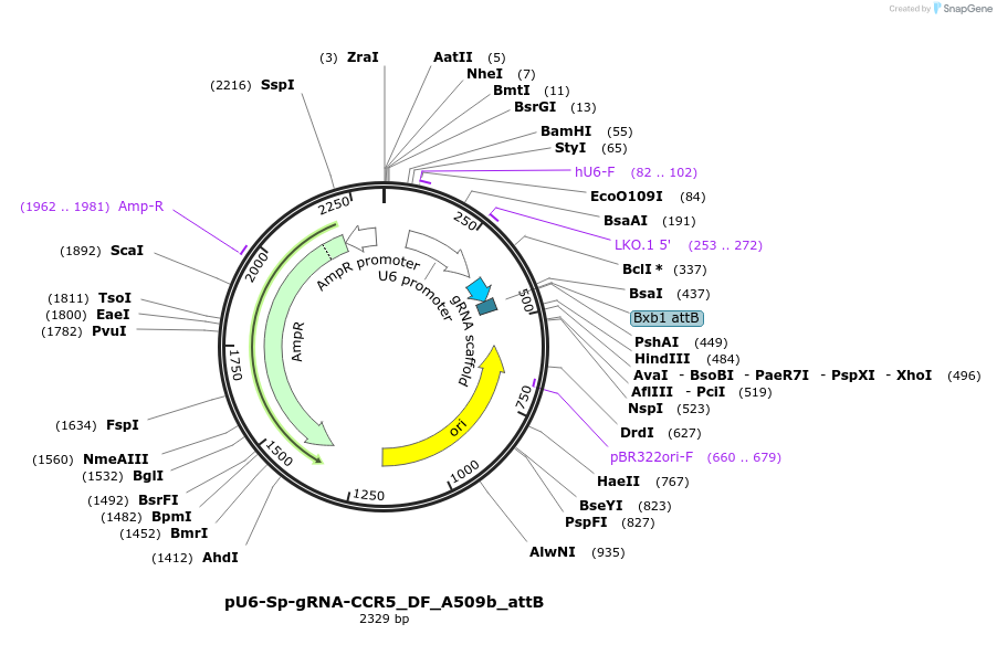 182147-plasmid-map-sequence-id-356969