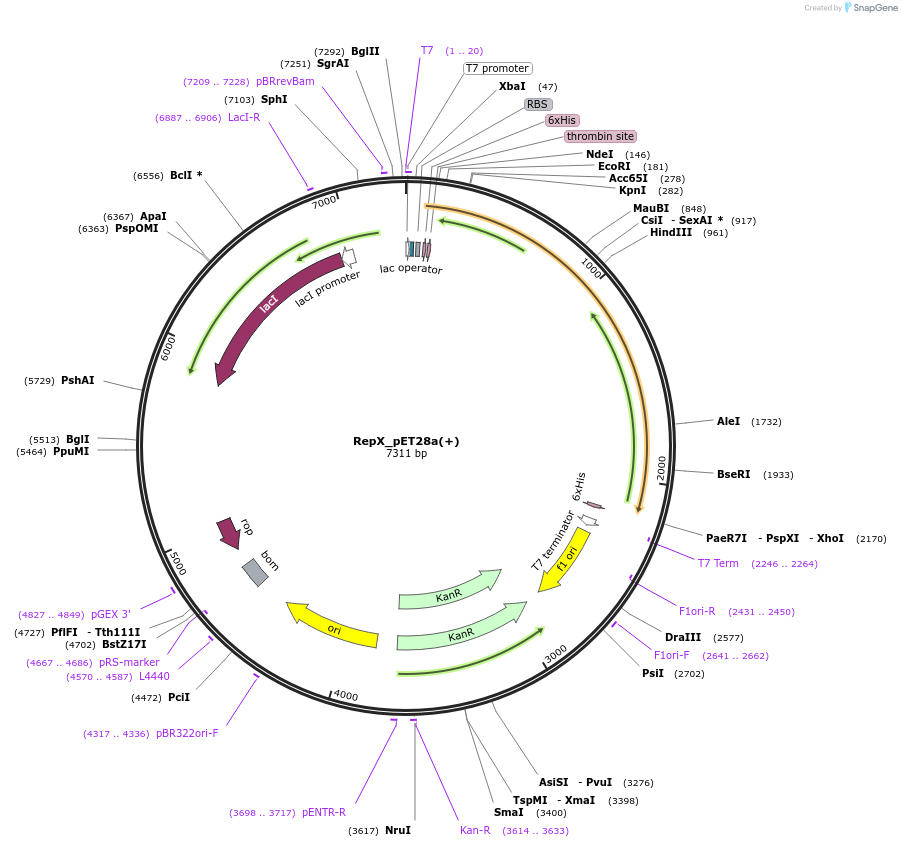 172199-plasmid-map-sequence-id-356977