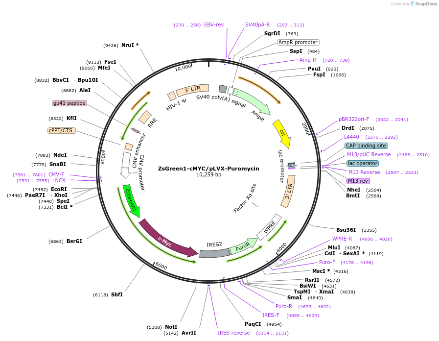 180278-plasmid-map-sequence-id-356989