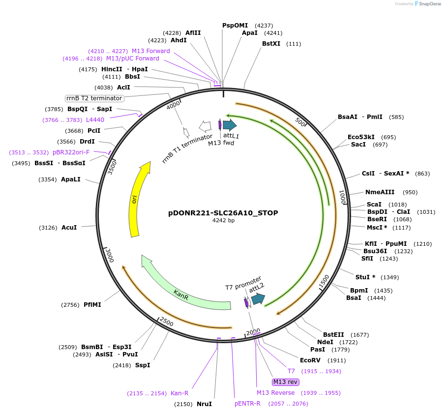 161150-plasmid-map-sequence-id-357007