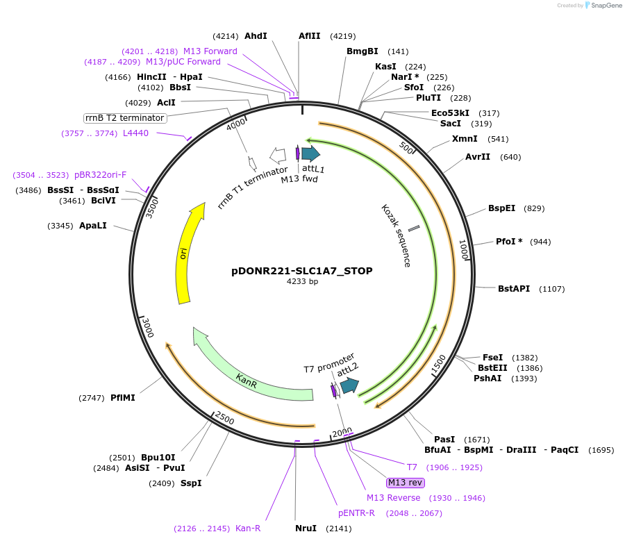 161164-plasmid-map-sequence-id-357008