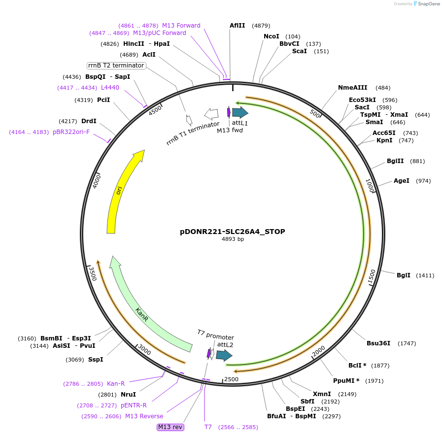 161198-plasmid-map-sequence-id-357009