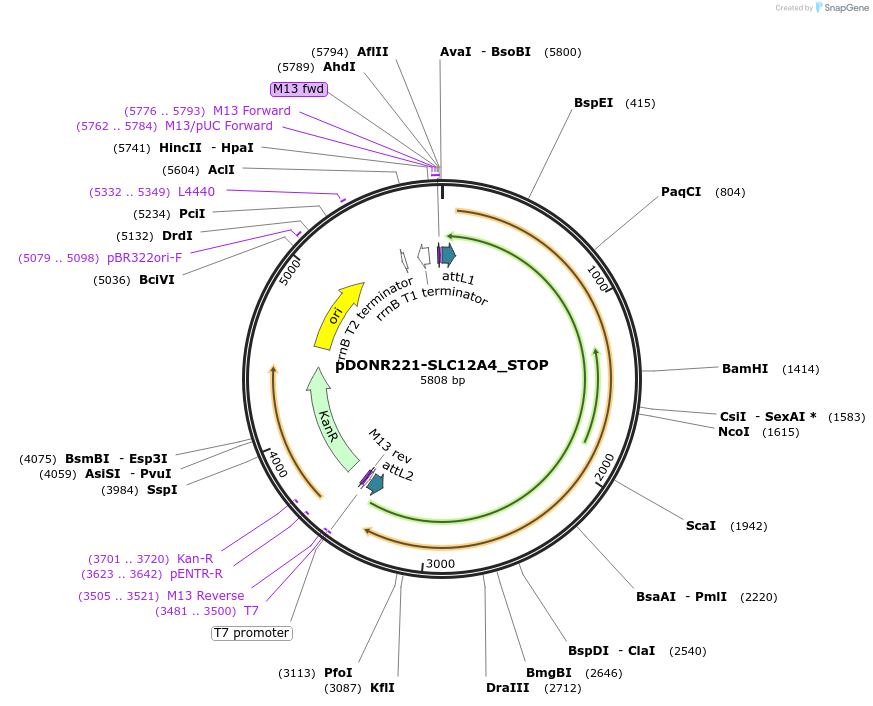 161098-plasmid-map-sequence-id-357011