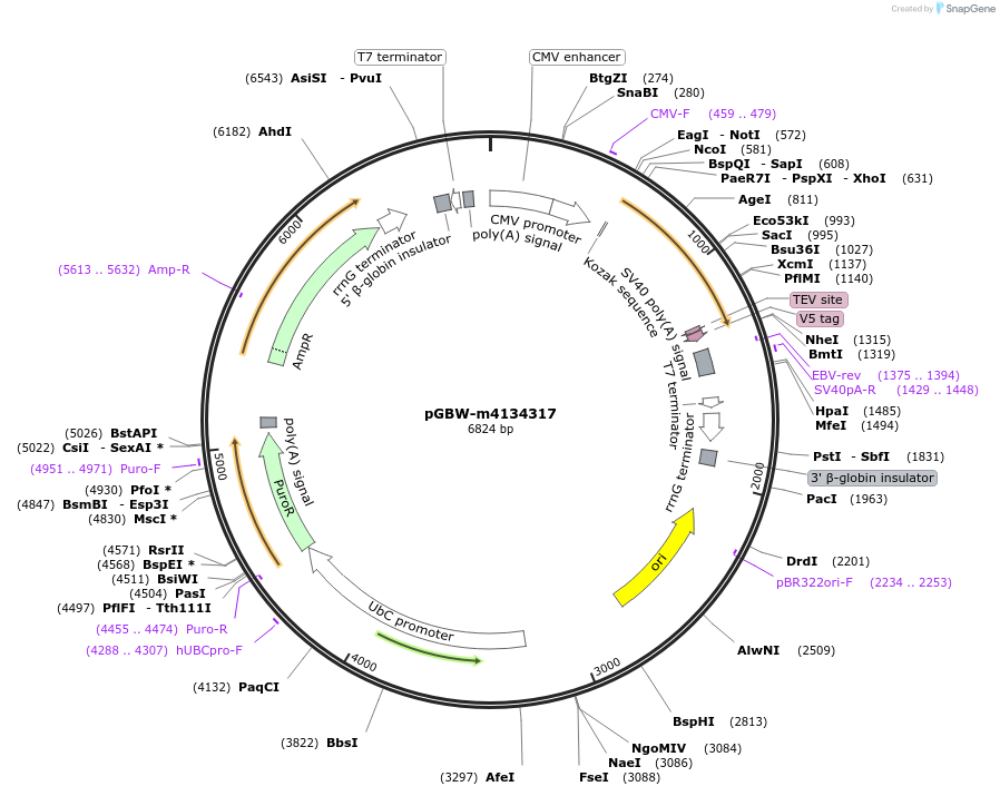 152600-plasmid-map-sequence-id-357012