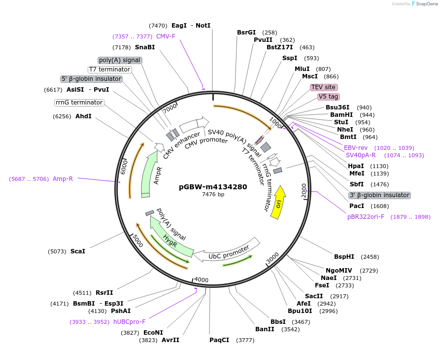 152507-plasmid-map-sequence-id-357014