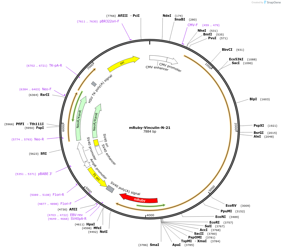 55886-plasmid-map-sequence-id-357020
