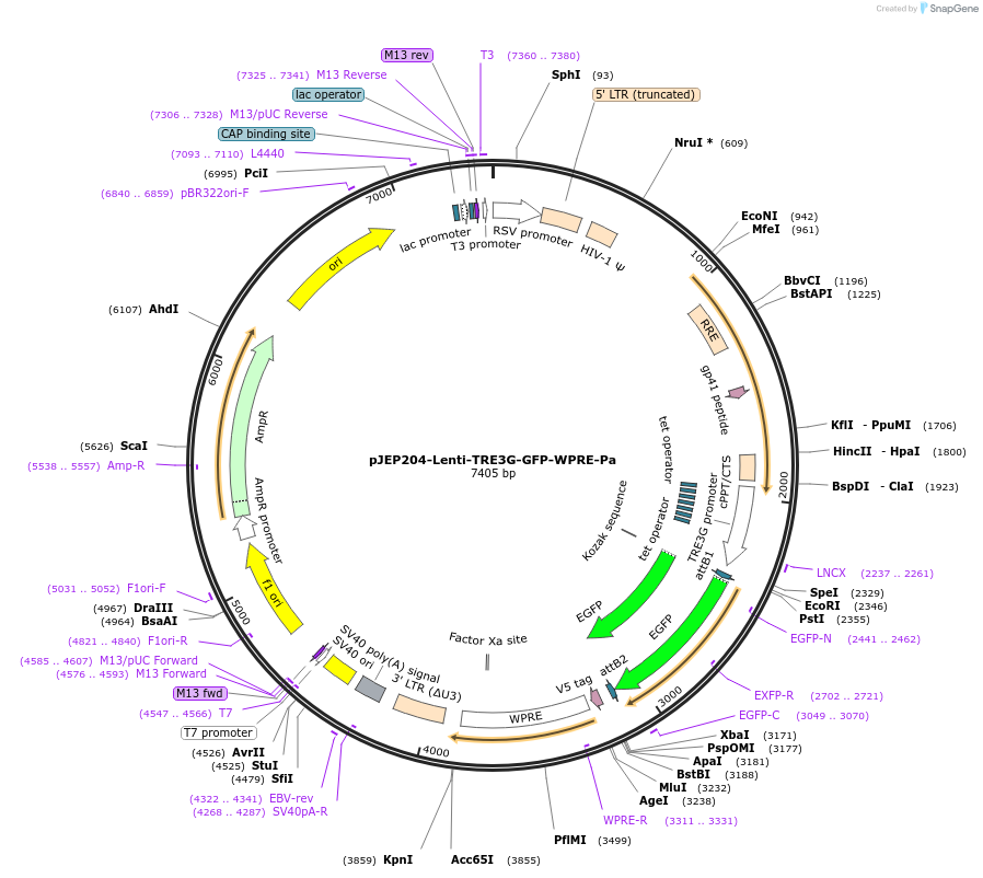 164788-plasmid-map-sequence-id-357028