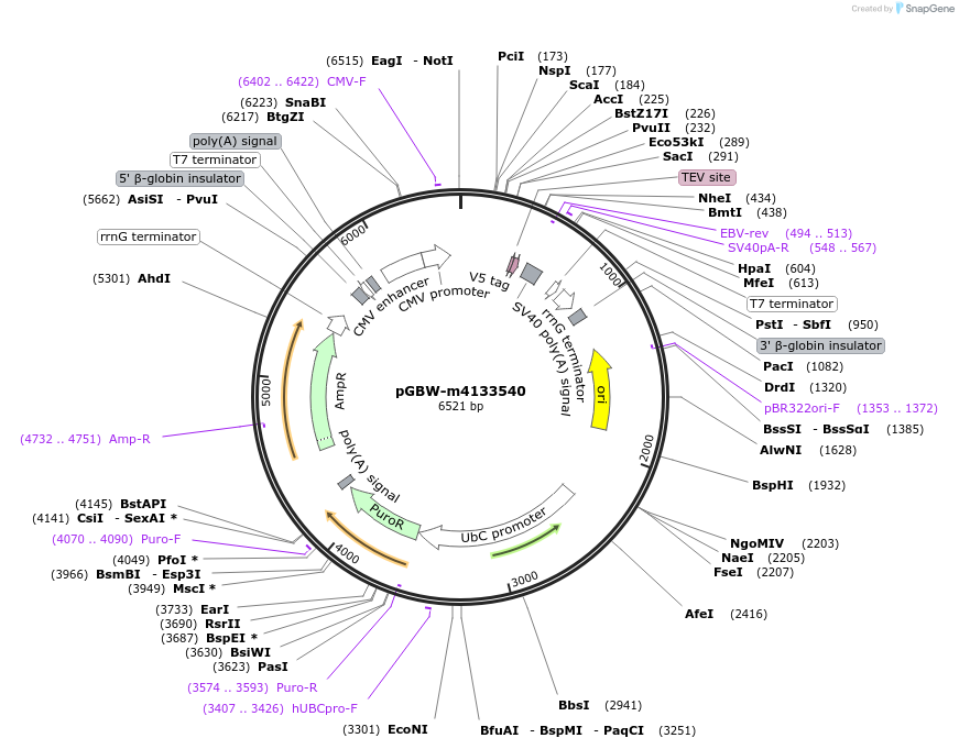 152813-plasmid-map-sequence-id-357051