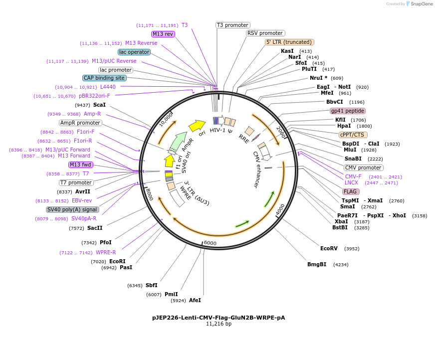 84275-plasmid-map-sequence-id-357058