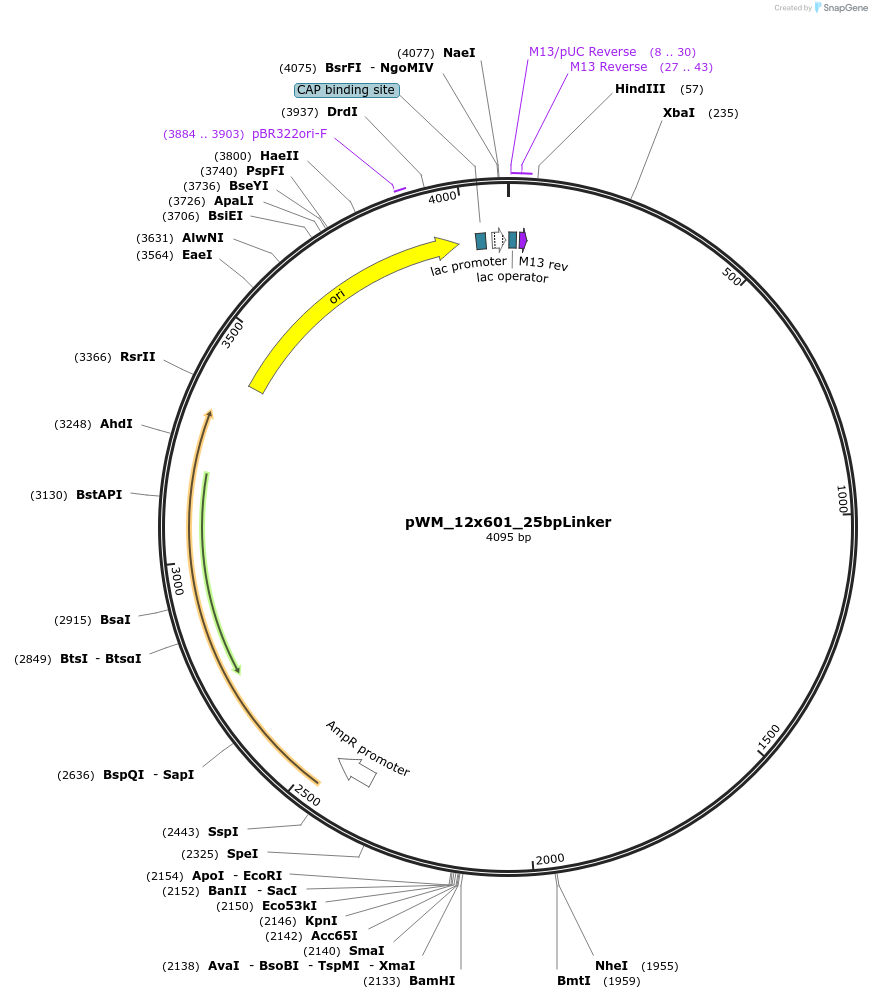 157788-plasmid-map-sequence-id-357069