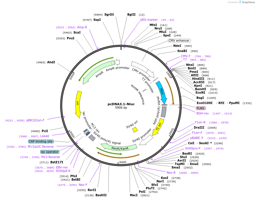 180501-plasmid-map-sequence-id-357070