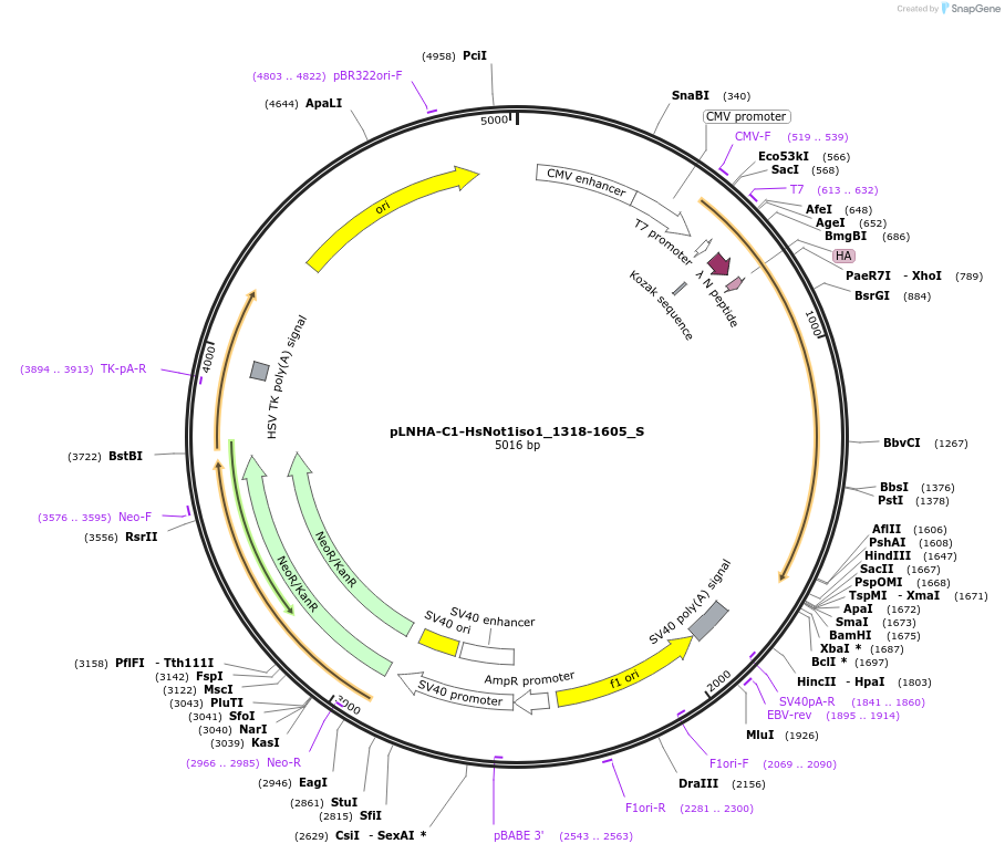 147533-plasmid-map-sequence-id-357076