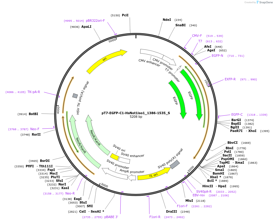 147540-plasmid-map-sequence-id-357078