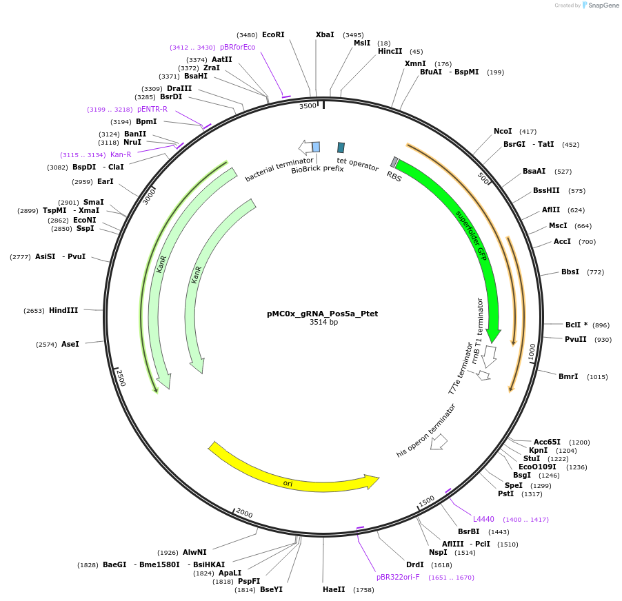 179337-plasmid-map-sequence-id-357117