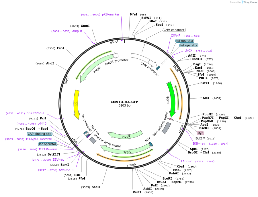 179912-plasmid-map-sequence-id-357153